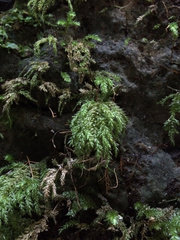 Thamnobryum alleghaniense