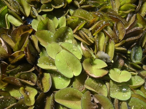 Image of Salvinia auriculata by no rights reserved