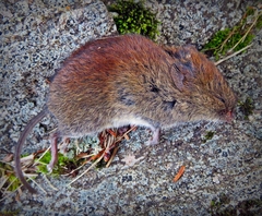 Clethrionomys gapperi