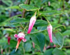 Vaccinium erythrocarpum