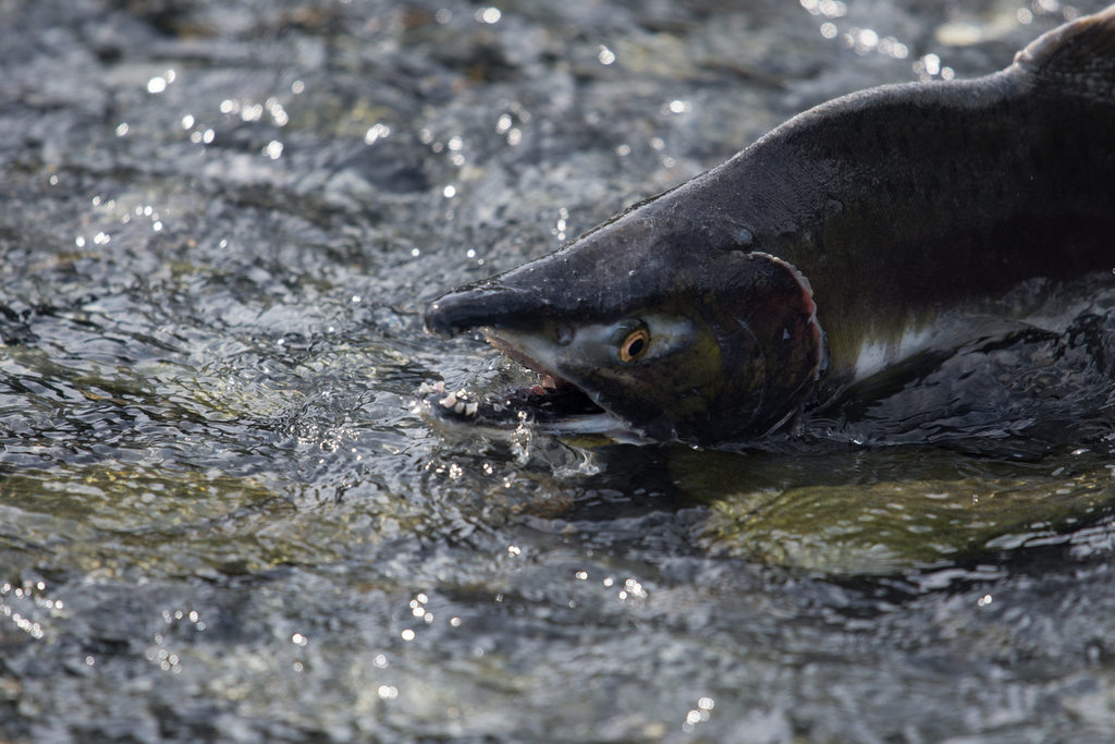 Pink Salmon