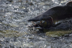 Pink Salmon photo 5