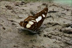 Metamorpha elissa