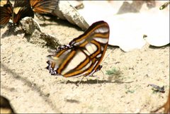 Metamorpha elissa