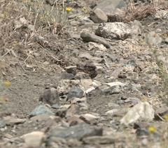 Phalaenoptilus nuttallii