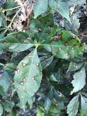 Phyllosticta quinquefoliae