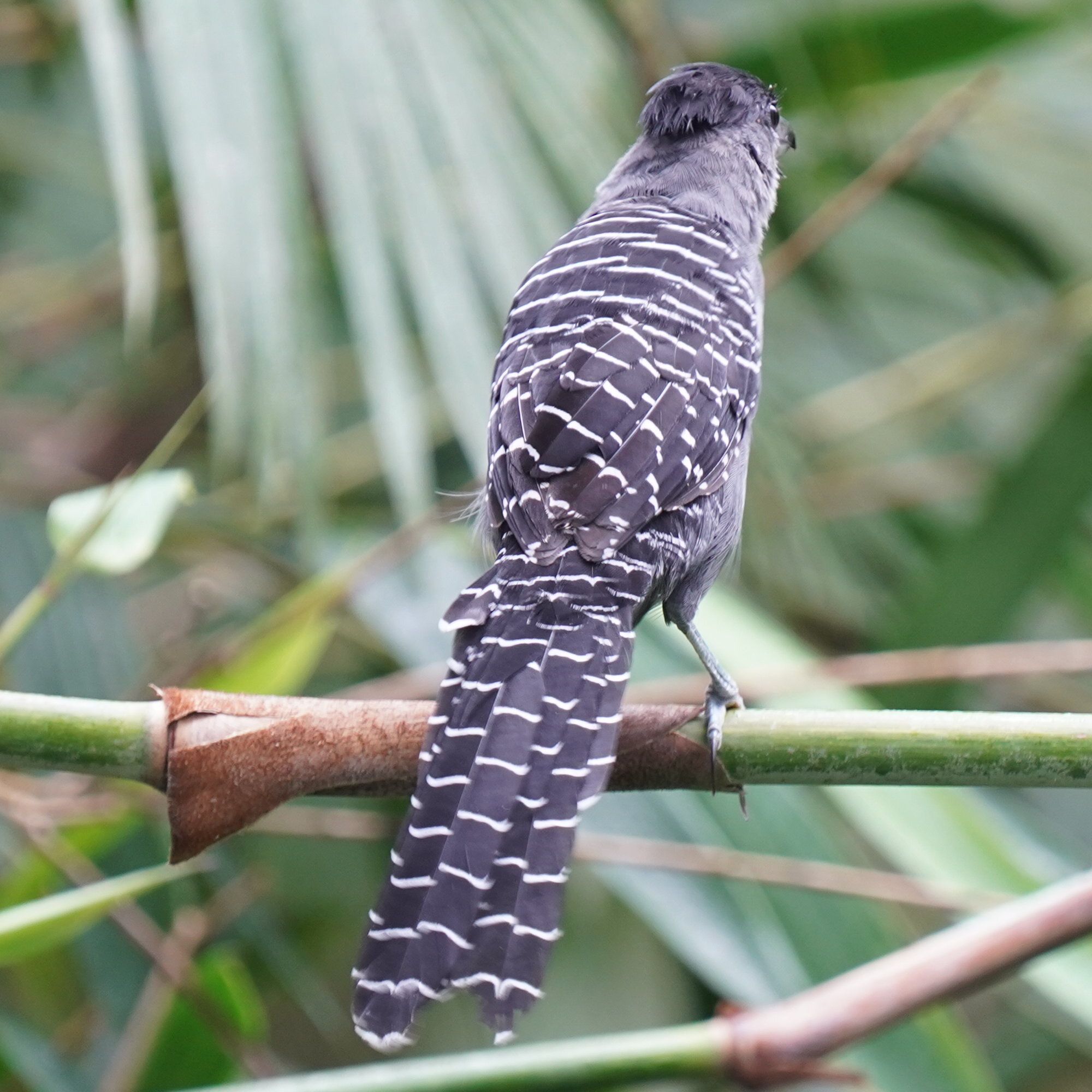 Giant Antshrike (Batara cinerea), photo 10