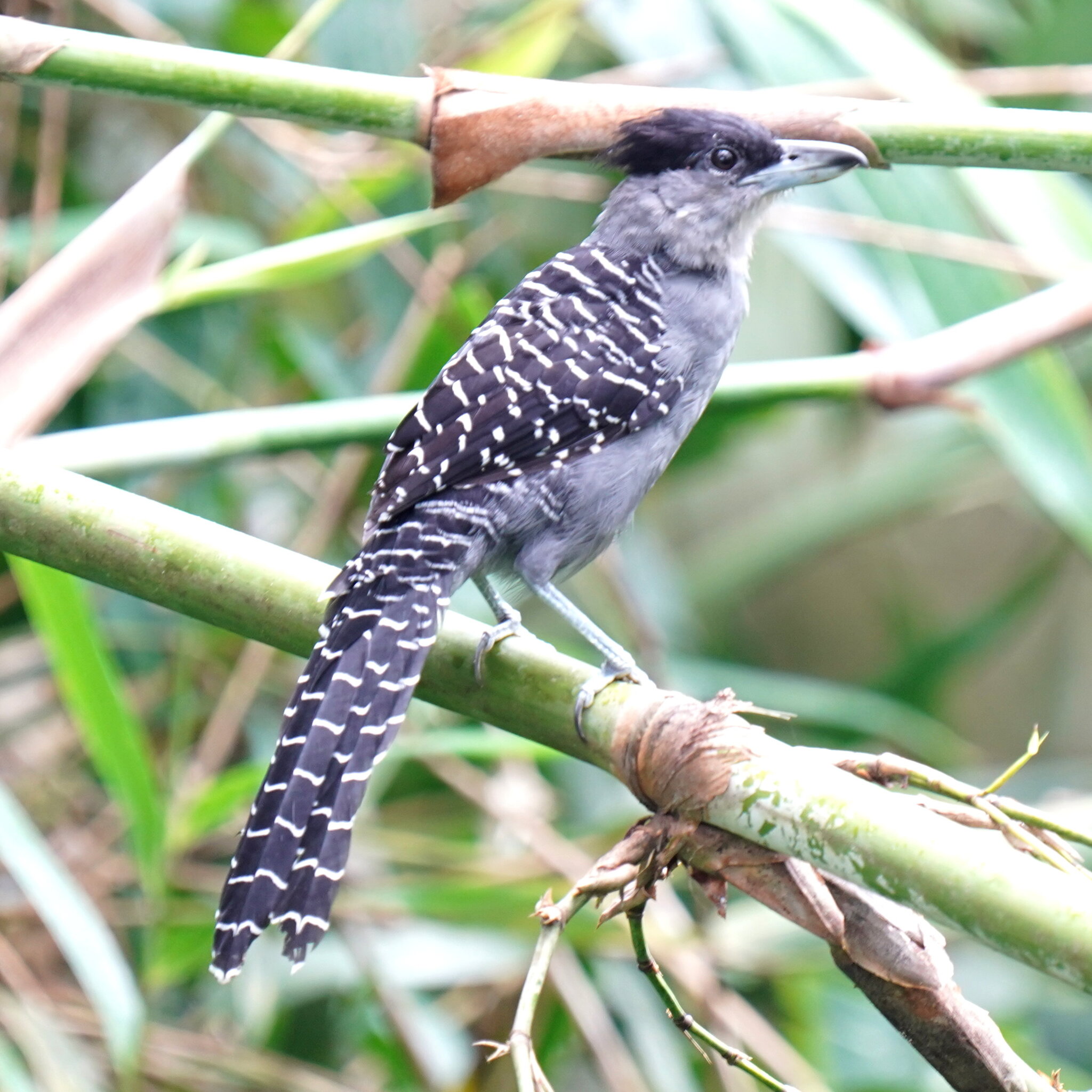 Giant Antshrike (Batara cinerea), photo 9