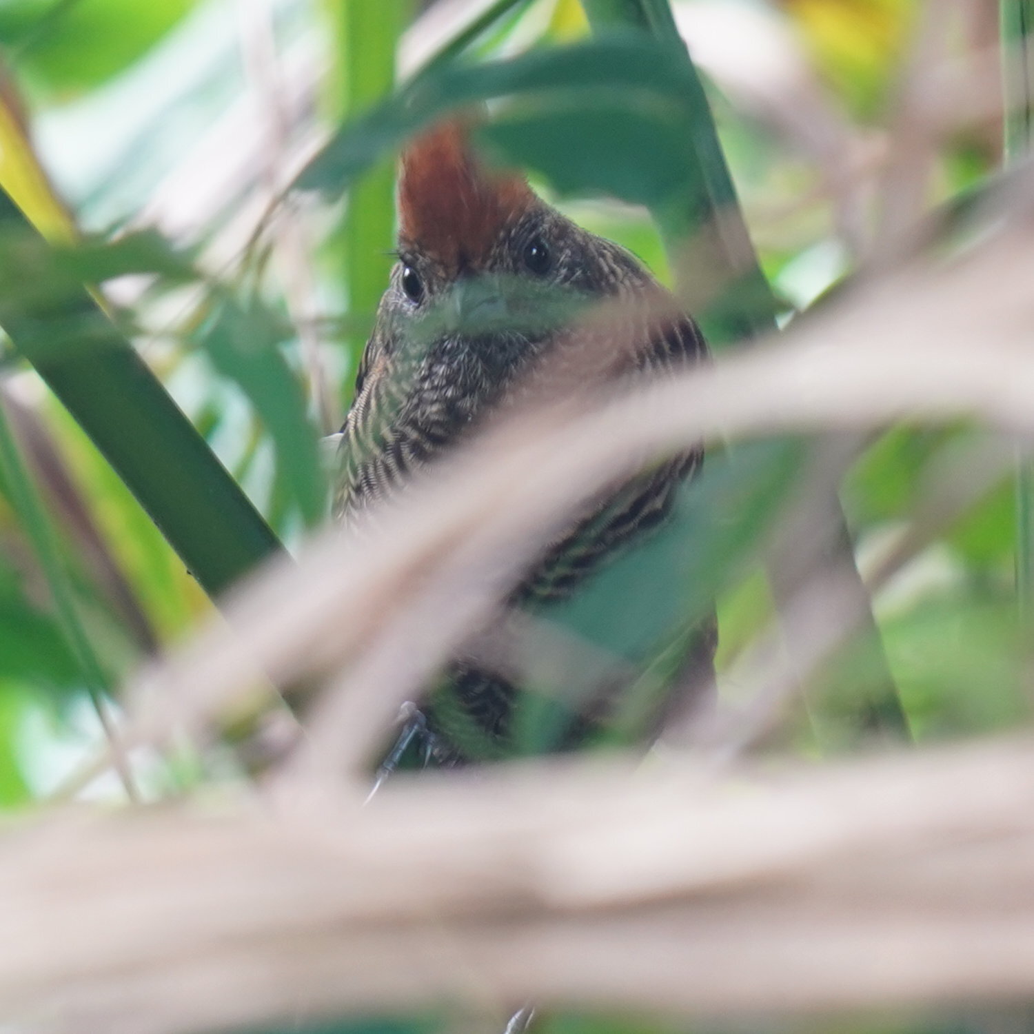 Tufted Antshrike (Mackenziaena severa), photo 4