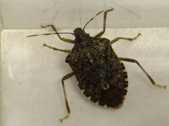 Halyomorpha halys