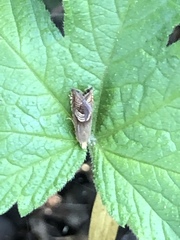 Grapholita tristrigana