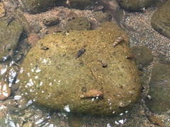 Melanoides tuberculata