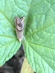 Grapholita tristrigana