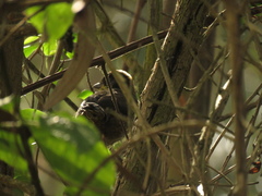 Atlapetes pallidinucha