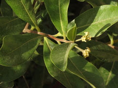 Daphnopsis caracasana
