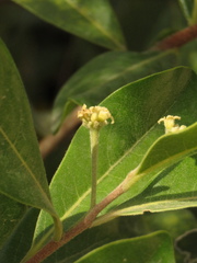 Daphnopsis caracasana