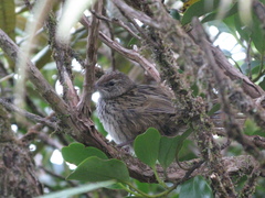 Poodytes punctatus punctatus