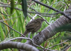 Poodytes punctatus punctatus