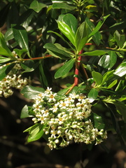 Escallonia discolor