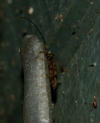 Elytrimitatrix undata