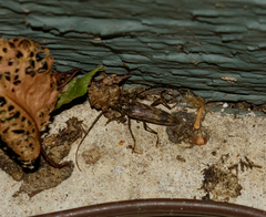 Elytrimitatrix undata