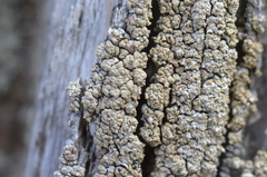 Hypocenomyce scalaris