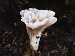 Stereopsis hiscens