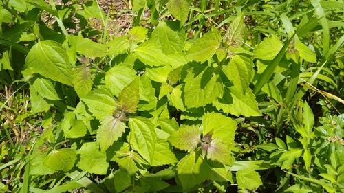 Chromolaena odorata observed 2019-08-11