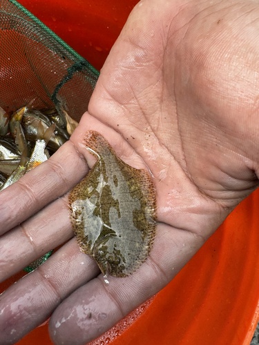 River sole (Trinectes fluviatilis) — Achiridae — 3