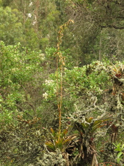 Tillandsia denudata