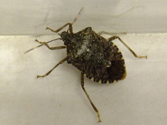 Halyomorpha halys