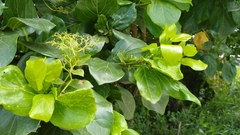 Premna obtusifolia