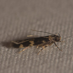 Oegoconia deauratella