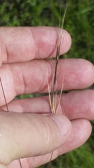 Aristida patula