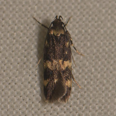 Oegoconia deauratella