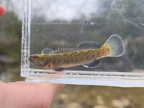 How to identify Etheostoma nigripinne Braasch & Mayden, 1985