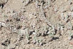 Eriogonum evanidum