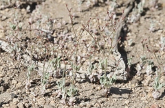 Eriogonum evanidum