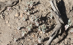 Eriogonum evanidum