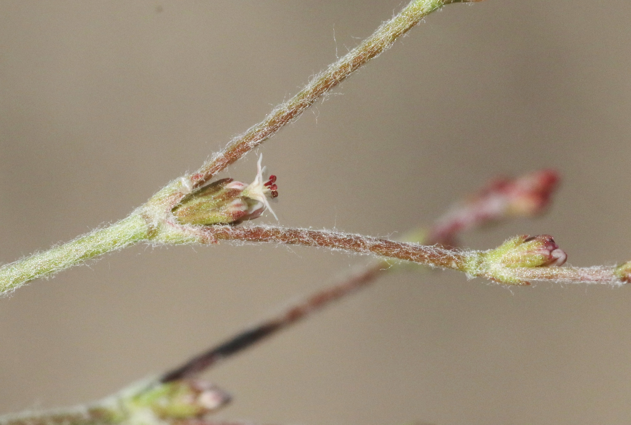 Eriogonum evanidum