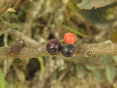 Xylosma spiculifera