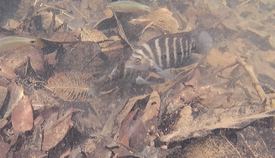 Tuyra cichlid (Isthmoheros tuyrensis) — Cichlidae