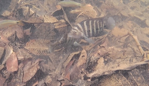 Tuyra cichlid (Isthmoheros tuyrensis) — Cichlidae