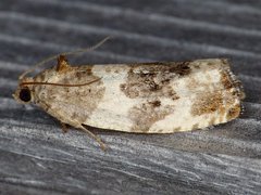 Pseudosciaphila duplex