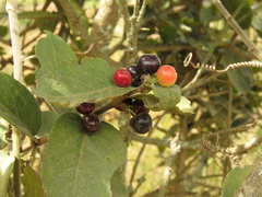 Xylosma spiculifera