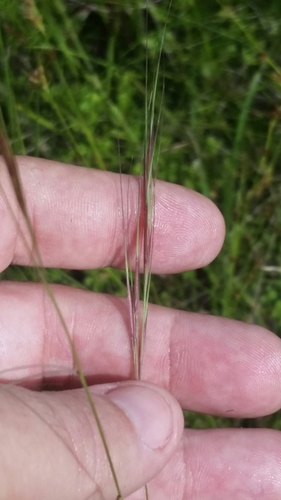 Image of Aristida patula by (c) Jay Horn, some rights reserved (CC BY)