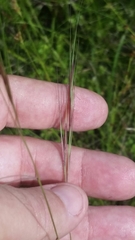 Aristida patula