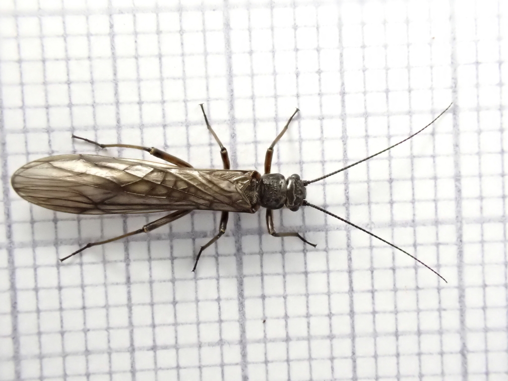 Scarce Early Brown