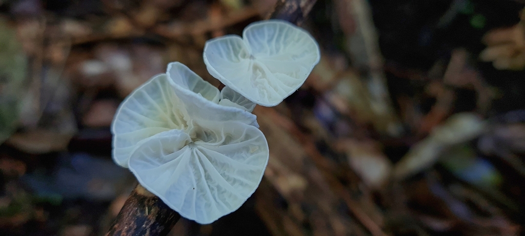 Campanella tristis · March 2025 · photo: © andrew_poad (iNaturalist, cc-by)