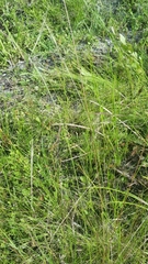 Aristida patula